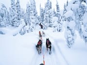Husky Wild Running 8