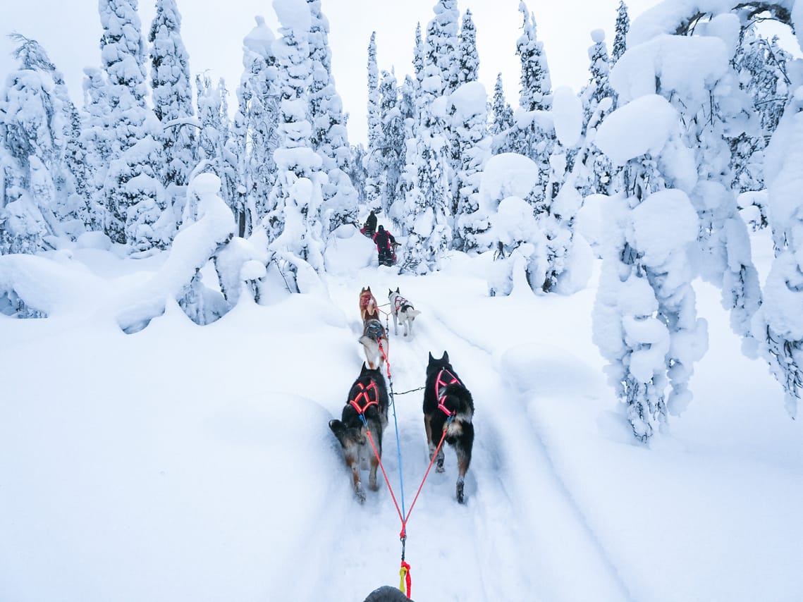 Husky Wild Running 8