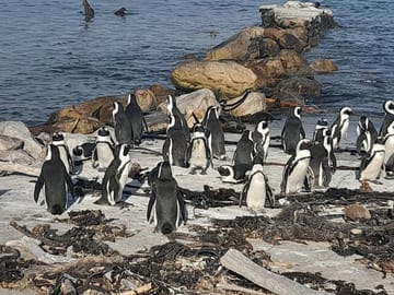 Boulders Beach Penguins and Cape Point Tour from Cape Town