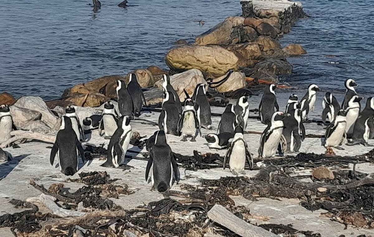 Penguins Boulders Beach and Cape Point Small Group Day Tour