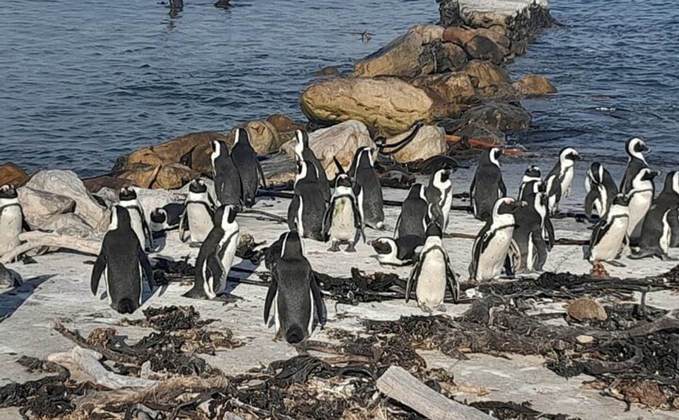 Boulders Beach Penguins and Cape Point Tour from Cape Town