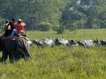 Guwahati Nature and Culture Tour: Kaziranga and Beyond