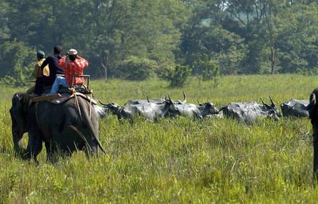 Guwahati Nature and Culture Tour: Kaziranga and Beyond