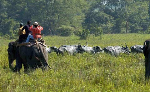 Guwahati Nature and Culture Tour: Kaziranga and Beyond