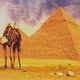 Camels and Pyramids