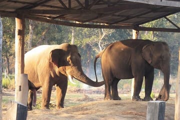 Chitwan National Park Safari and ATV Tour from Kathmandu