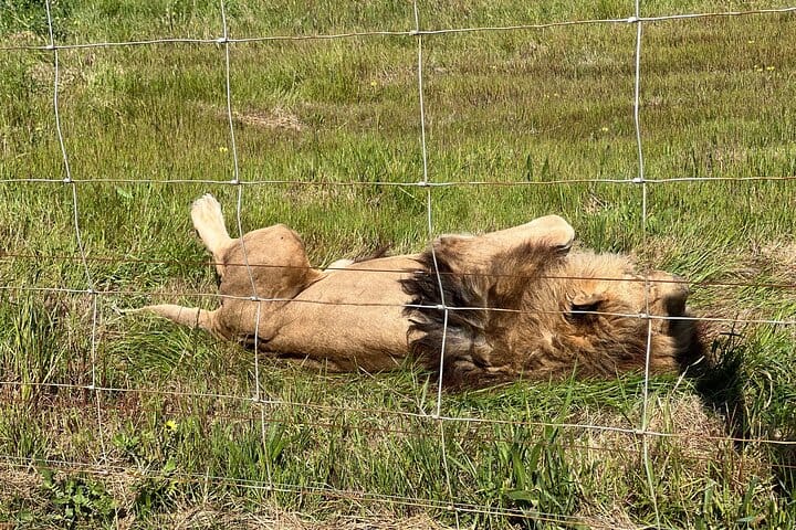 Giraffe Encounter and Lion Park with Wine Tasting in Stellenbosch