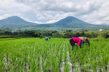 Explore Jatiluwih Rice Terraces and Beratan Lake Temple
