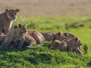 3 Days Short Safari to Tarangire, Ngorongoro Crater and Lake Eyasi
