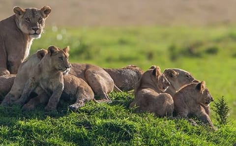 3 Days Short Safari to Tarangire, Ngorongoro Crater and Lake Eyasi