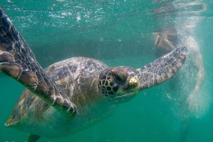 Swim with Turtles in Máncora: An Interactive Adventure