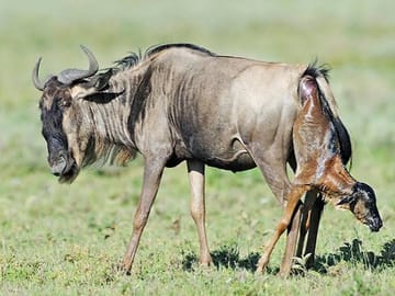 5-Day Great Migration Safari: Central Serengeti & Ndutu Calving Season