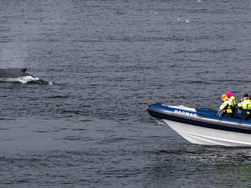 Whale and Puffin Watching RIB Tour in Reykjavík, Iceland