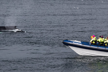 RIB Whale Expedition: 2-Hour High-Speed Adventure