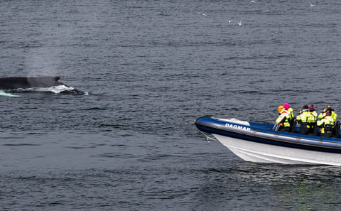 Whale and Puffin Watching RIB Tour in Reykjavík, Iceland
