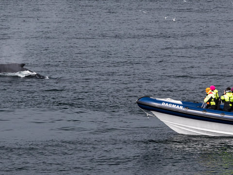 RIB Whale Expedition: 2-Hour High-Speed Adventure, photo 3
