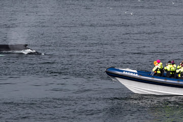Whale and Puffin Watching RIB Tour in Reykjavík, Iceland