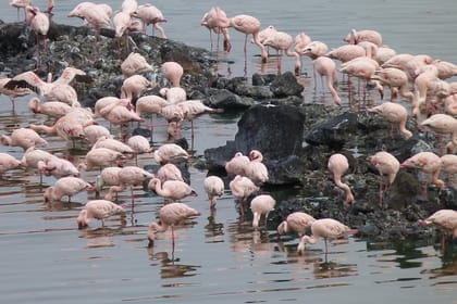 Manyara and Ngorongoro Crater
