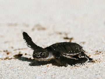 Turtle Hatch Watching Tour on Juani Island, Mafia