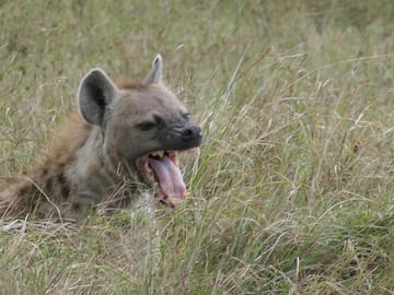 2 days Amboseli national park safari