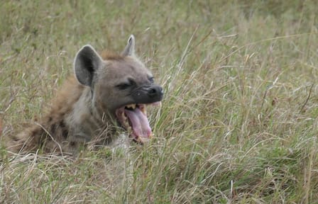 2 days Amboseli national park safari