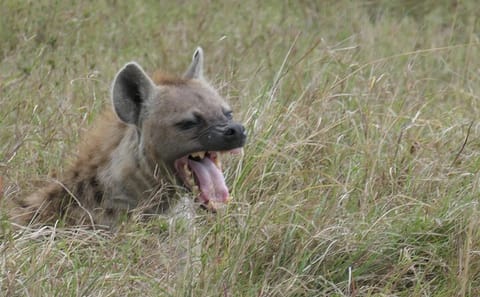 2 days Amboseli national park safari