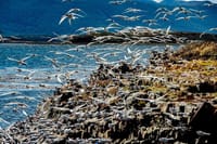 USHUAIA: Beagle Channel Navigation - Isla de los Lobos and Descent at Bridges Islands 7