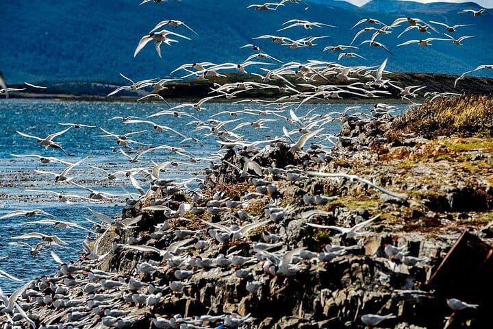 USHUAIA: Beagle Channel Navigation - Isla de los Lobos and Descent at Bridges Islands 7