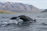 Express Whale Watching 7