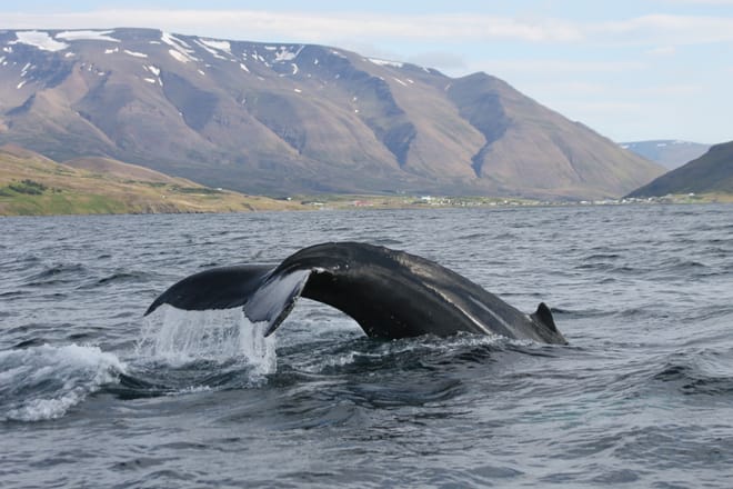 Express Whales, Eyjafjord & Akureyrivb  7