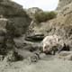 Discover La Leona Petrified Forest on this tour