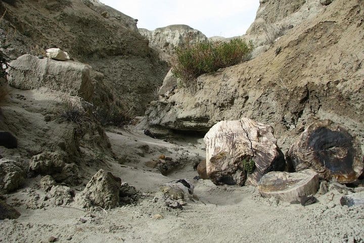 Discover La Leona Petrified Forest on this tour