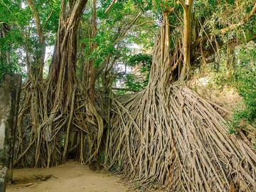 Chole Island historic ruins