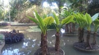 LITTLE PALM TREE