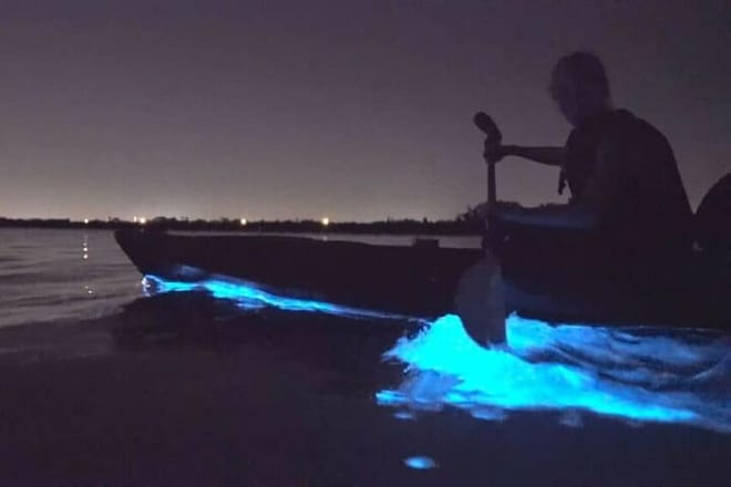 Bioluminescence Tour in Kayak in Holbox Island photo 3
