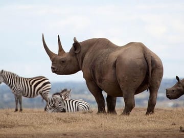 Private 2-Day Safari Experience in Aberdares National Park