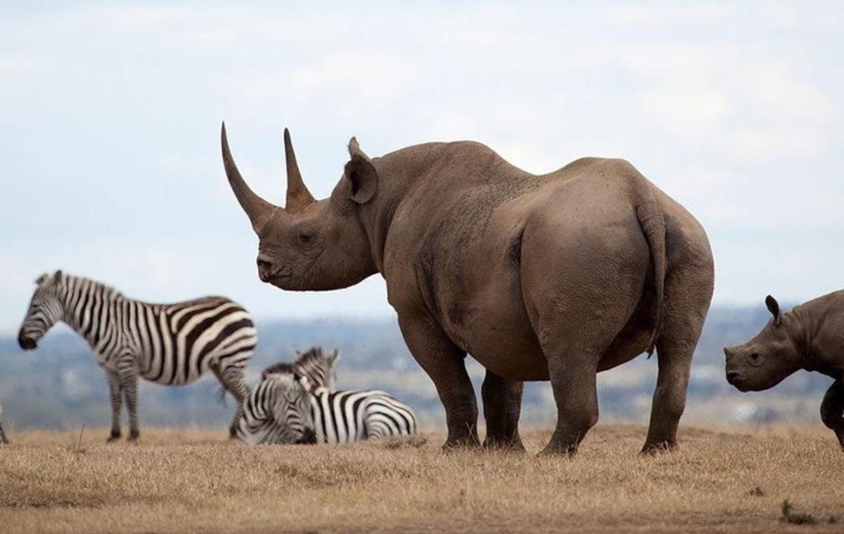 2-Day Private Safari at Aberdares National Park