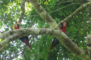5-Day Jungle and Pampas Adventure in Rurrenabaque, Bolivia