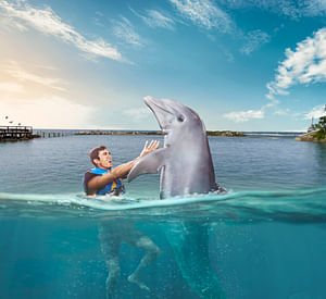 Dolphin Encounter at Montego Bay Jamaica