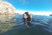 Espiritu Santo Island & Sea Lions Private Tour from La Paz 9