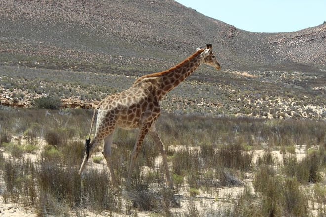Giraffe