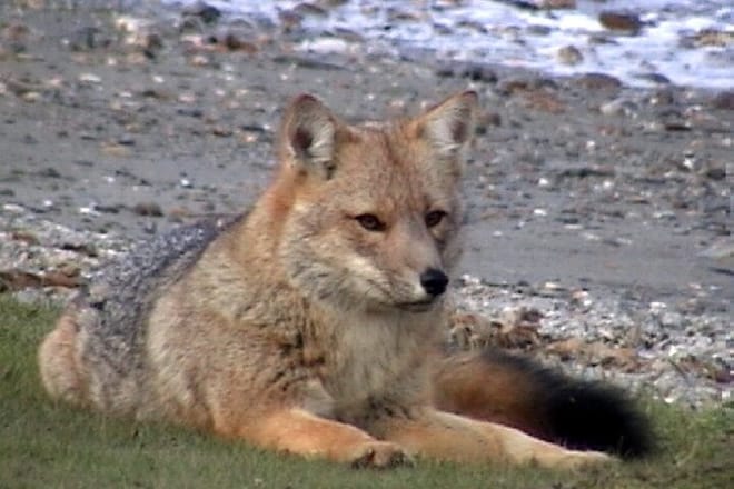 5-Hour National Park + City Tour - Ushuaia (Private Tour) 9