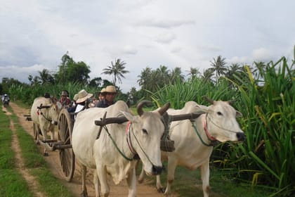 Cambodian Cooking Class and Oxcart Ride with Local Village Tour