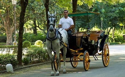 Horse and Buggy Ride in Seville with guide