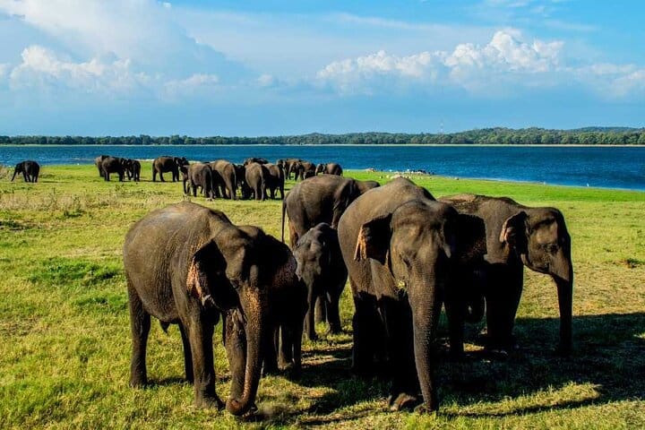 Habarana Adventure Day Tour From Kandy 4