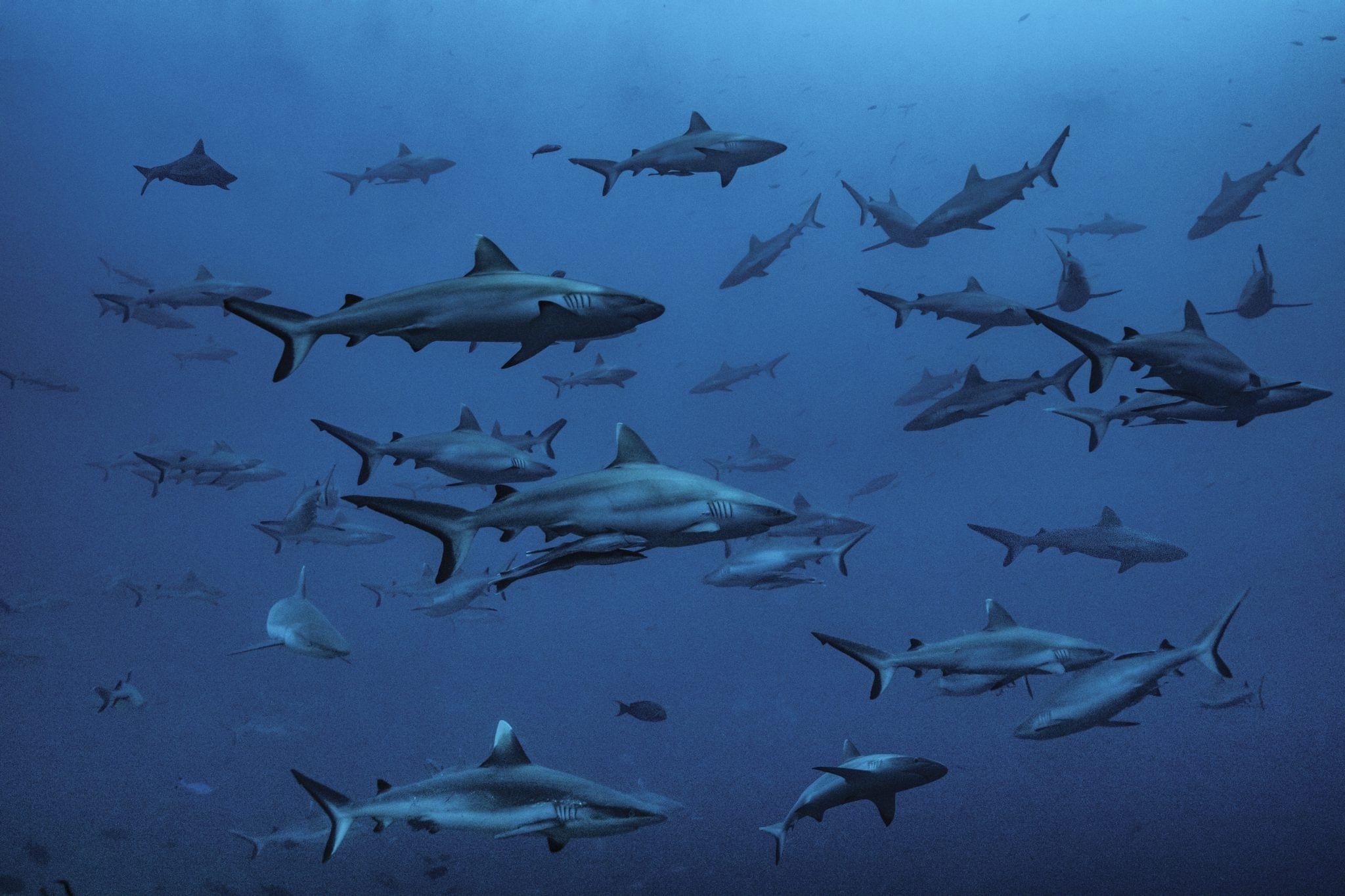 School of Shark in deep waters 