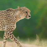 Majestic cheetah roaming the savannah, a highlight of the safari experience.