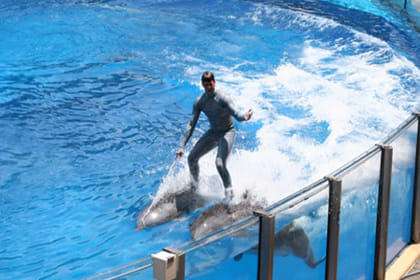 Dolphin Show Experience at Dolphin View in Sharm El Sheikh