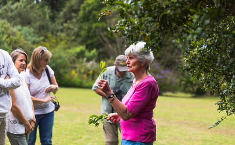 Guided Tea Farm Tour in Limuru, Kenya