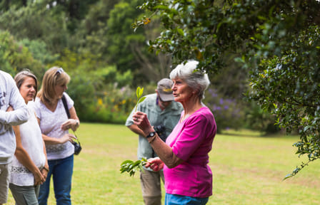 Guided Tea Farm Tour in Limuru, Kenya